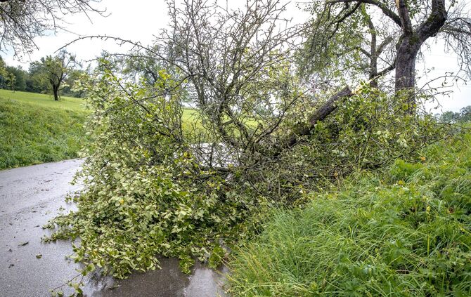 Unwetter: Baum umgestürzt, Backnang-Germannsweiler, 24.08.2023.