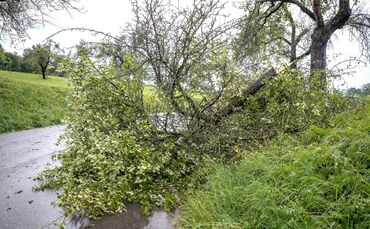 Unwetter: Baum umgestürzt, Backnang-Germannsweiler, 24.08.2023.