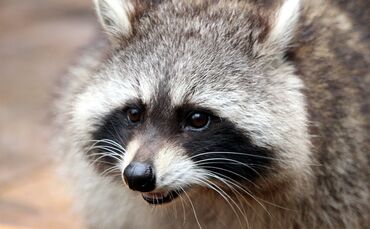 Waschbär Symbol Symbolfoto