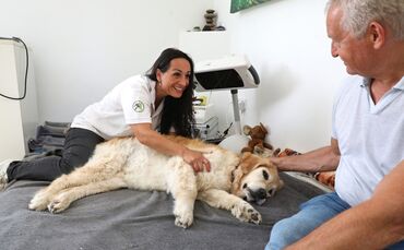 Hundephysiotherapeutin 