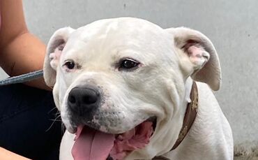 Tierheim Erlach Kampfschmuser