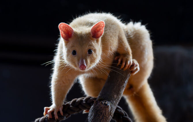 Mit ihrer hellen Fellfarbe sind die neuen Bewohner der Terra Australis sehr gut zu erkennen. Die drei neuen Fuchskusus teilen sich eine Anlage mit den Bürstenschwanz Rattenkängurus.