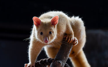 Mit ihrer hellen Fellfarbe sind die neuen Bewohner der Terra Australis sehr gut zu erkennen. Die drei neuen Fuchskusus teilen sich eine Anlage mit den Bürstenschwanz Rattenkängurus.