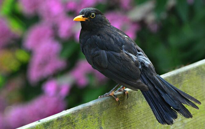 blackbird-4346244_1920