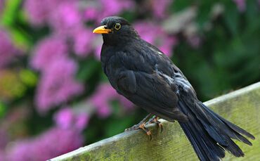 blackbird-4346244_1920