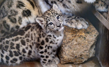 KW37a Schneeleoparden-Nachwuchs 12.09.2023 Bild 2