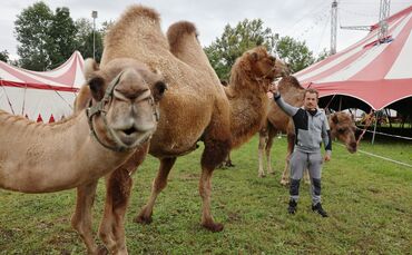 Zirkus Salto Mortale
