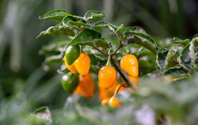 Chilis in allen Formen und Farben werden derzeit im historischen Wintergarten in der Wilhelma gezeigt.
