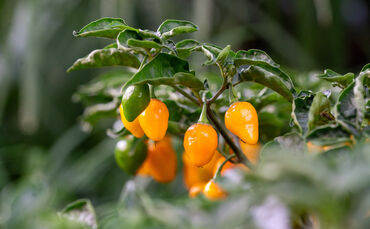 Chilis in allen Formen und Farben werden derzeit im historischen Wintergarten in der Wilhelma gezeigt.