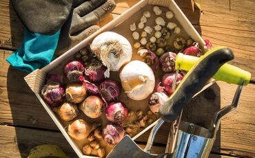 Ein Blumenzwiebel-Mix liegt in einer Kiste