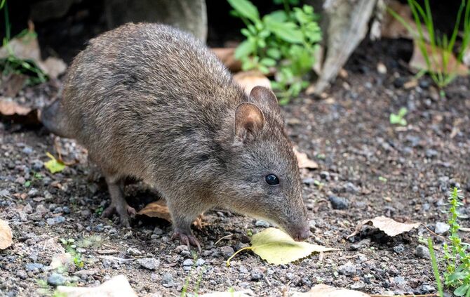 Zwei Potoroos leben ab sofort in der Wilhelma. Sie sind in einem der Außengehege der Terra Australis zu sehen.