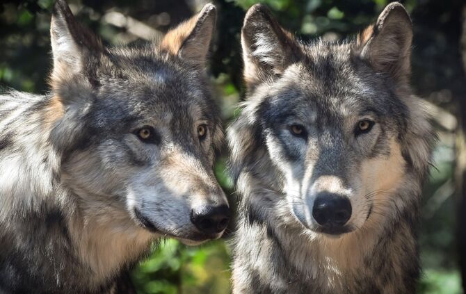 Zwei Wölfe