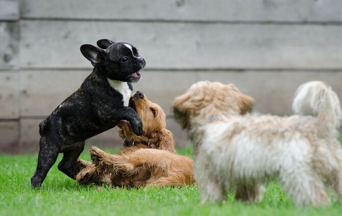 playing-puppies-790638_1280