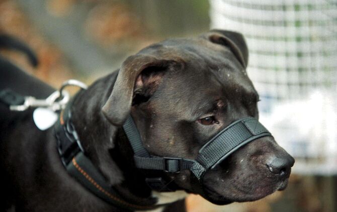 ein Kampfhund bei der Pruefung in BK