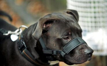 ein Kampfhund bei der Pruefung in BK     