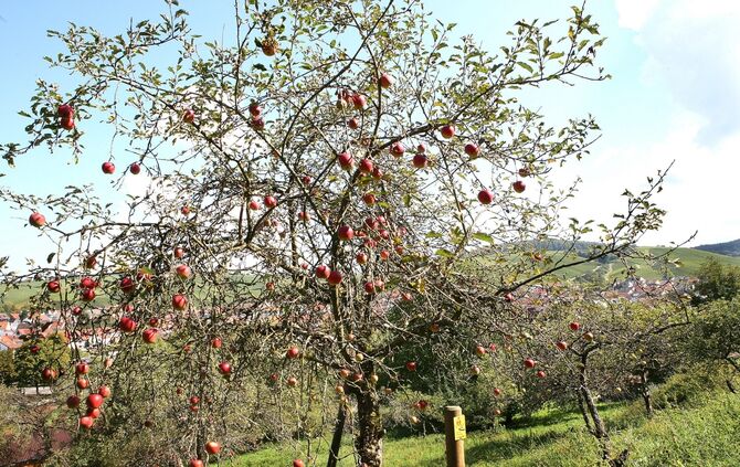 Streuobst Weinstadt Schnait