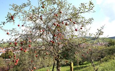 Streuobst Weinstadt Schnait