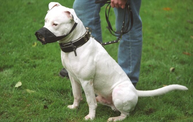 ein Kampfhund bei der Pruefung in BK