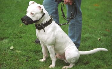 ein Kampfhund bei der Pruefung in BK     