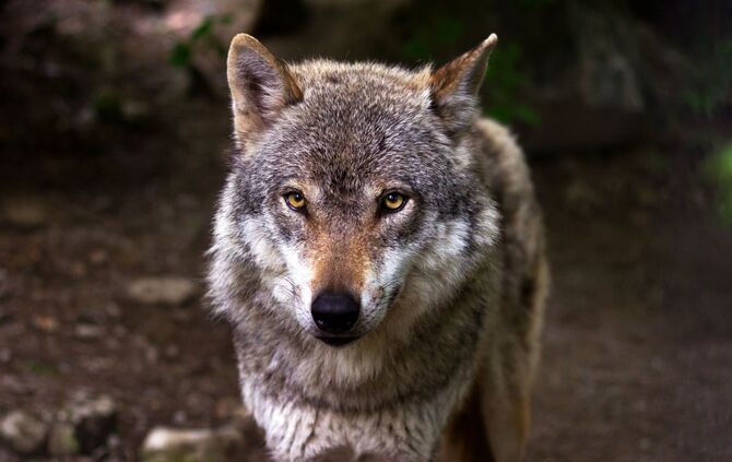 Wolf