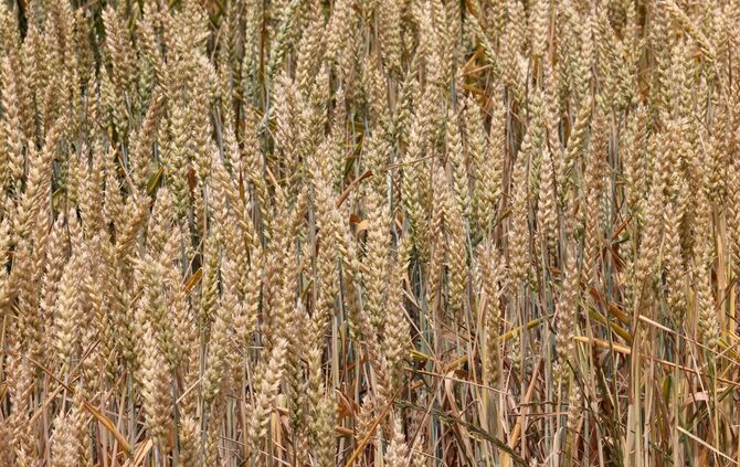 LandwirtschaftTrockenheit