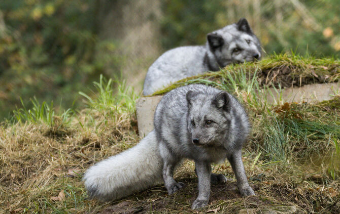 Wildparadies_Polarfuchs BM (1)