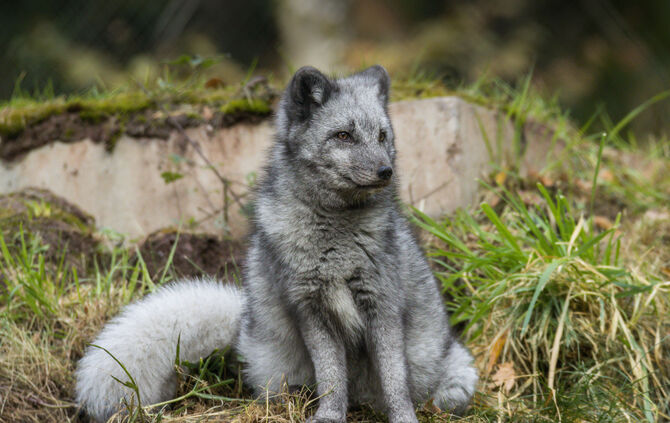 Wildparadies_Polarfuchs BM (3)