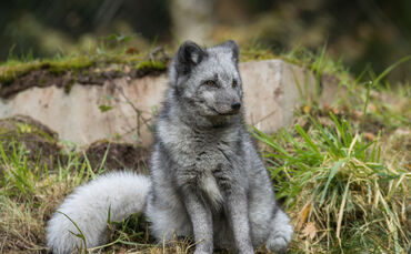 Wildparadies_Polarfuchs BM (3)