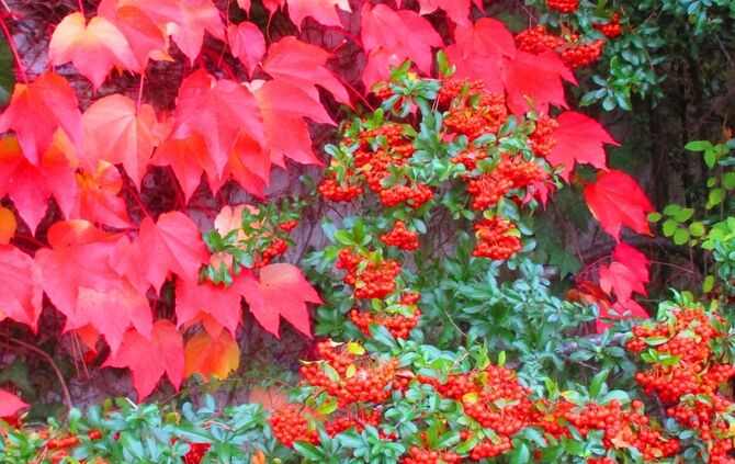 Buntes Laub
