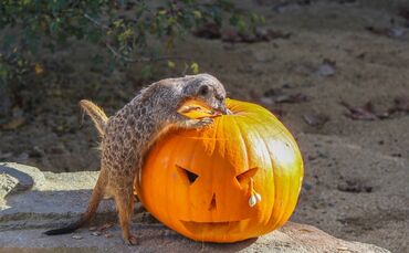 Die Erdmännchen freuen sich bei der Schaufütterung über Kürbisse.