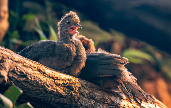 KW44a Vogelnachwuchs in der Wilhelma 31.10.2023 Bild 2