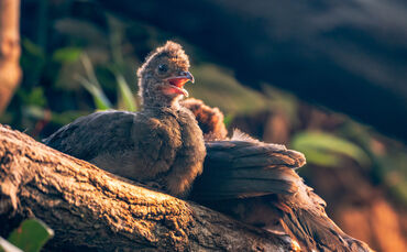 KW44a Vogelnachwuchs in der Wilhelma 31.10.2023 Bild 2