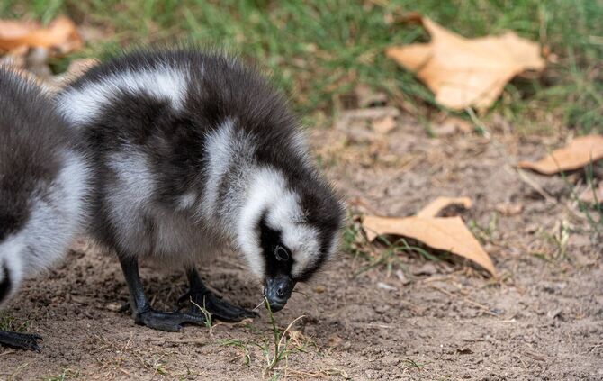 Hühnergänse Gans Wilhelma Stuttgart