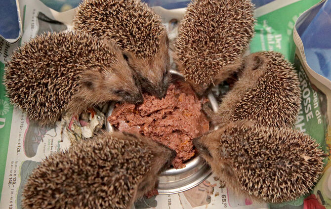 Igel4