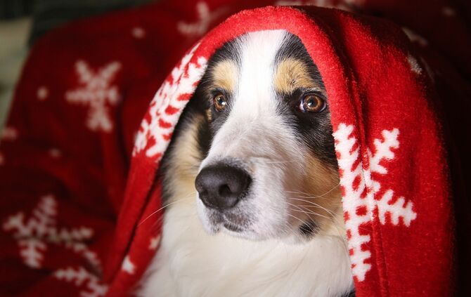 hund