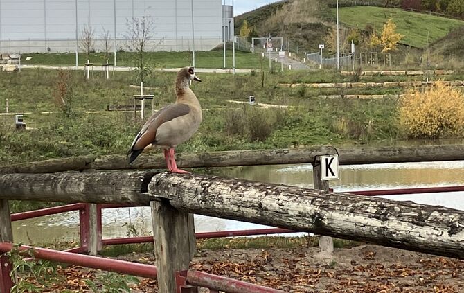 Nilgänse nilgans pferderanch Clay pit Hess Areal Ziegelei, 7.11.23