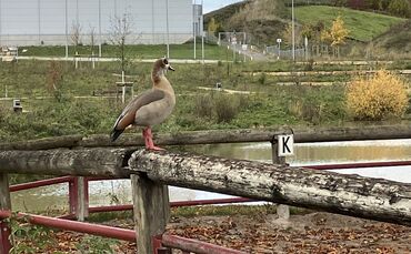 Nilgänse nilgans pferderanch Clay pit Hess Areal Ziegelei, 7.11.23
