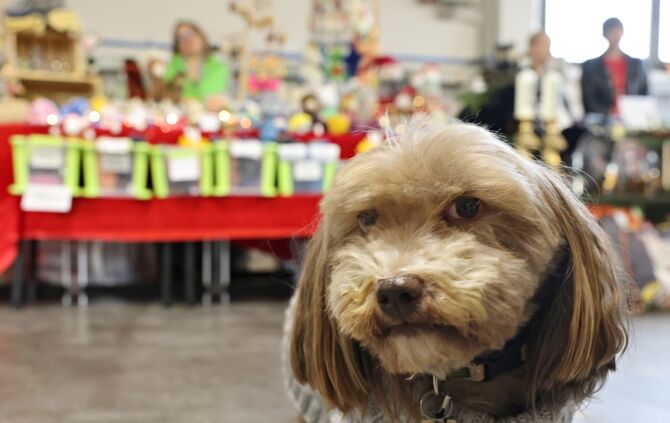 Hundesachenmarkt
