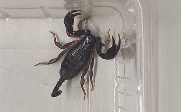 Skorpion Backnang Polizei