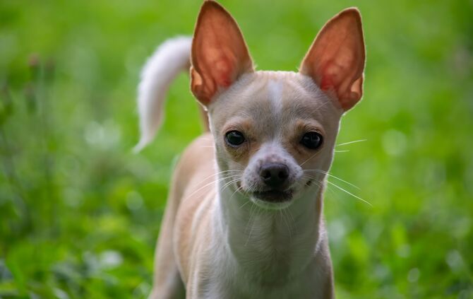 Chihuahua Hund Symbolbild