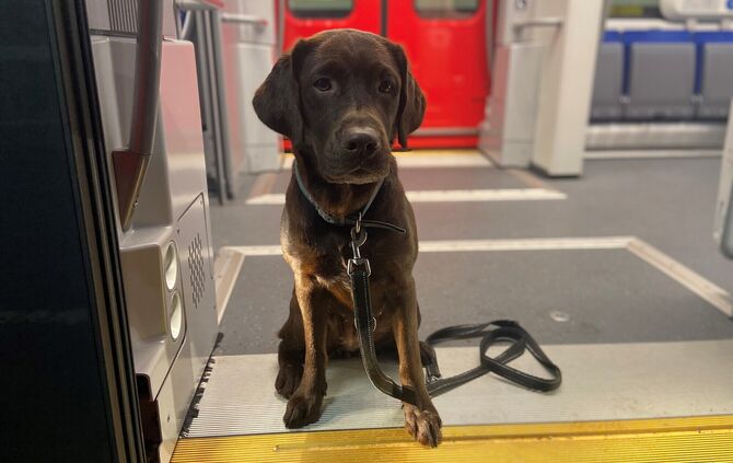 Hund Malia muss ungerechtfertigter Weise ein Ticket kaufen