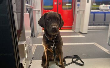 Hund Malia muss ungerechtfertigter Weise ein Ticket kaufen