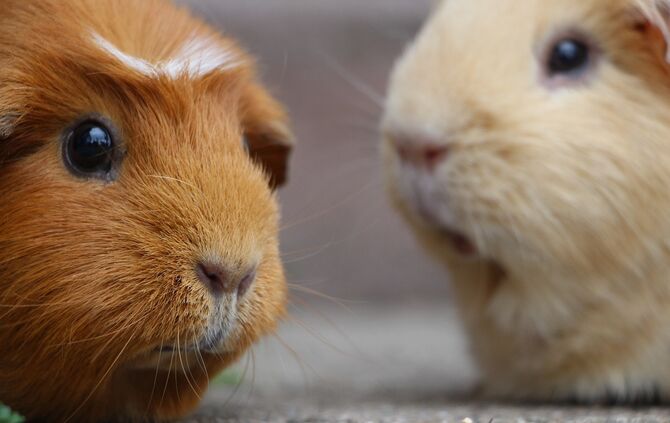 Meerschweinchen Haustier Symbol Symbolfoto
