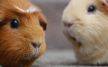 Meerschweinchen Haustier Symbol Symbolfoto