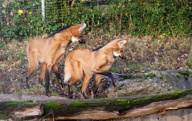 Zoo Stuttgart Wilhelma Mähnenwölfe_0