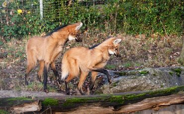 Zoo Stuttgart Wilhelma Mähnenwölfe_0