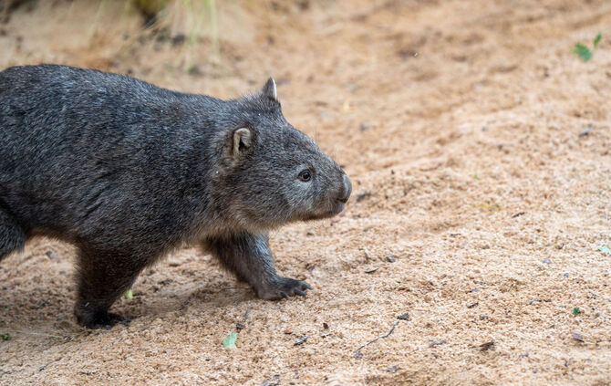 KW48b Wombats 29.11.2023 Bild 5