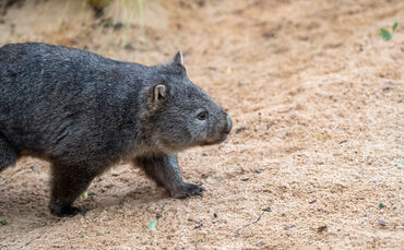 KW48b Wombats 29.11.2023 Bild 5