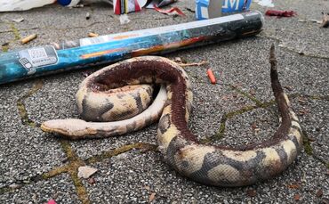 Schlange im Silvestermüll entsorgt_0