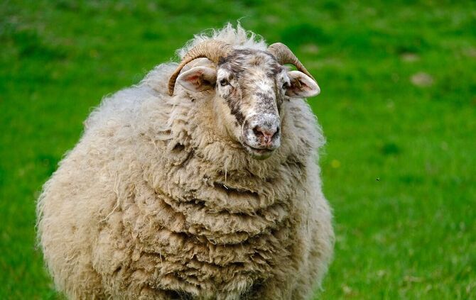 NickyPe - Pixabay - sheep-4124370_1280